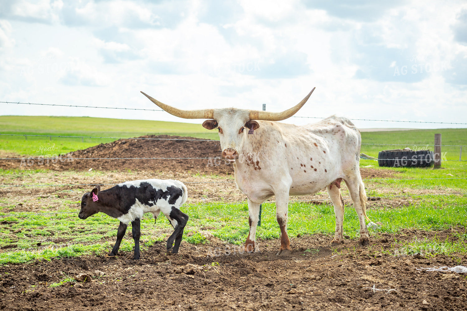 Longhorn Cow Calf Pair 155505
