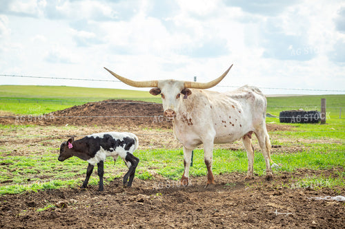 Longhorn Cow Calf Pair 155505