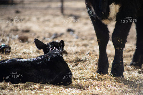Angus Cow Calf Pair 117271