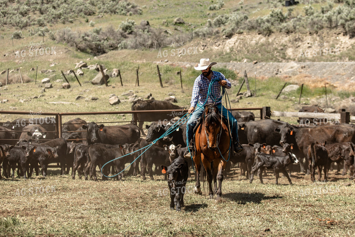 Doping Cattle Rancher Roping Cattle on Horseback 188108 – Real Ag Stock