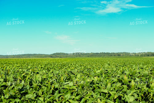 Midseason Soybean Field 191289