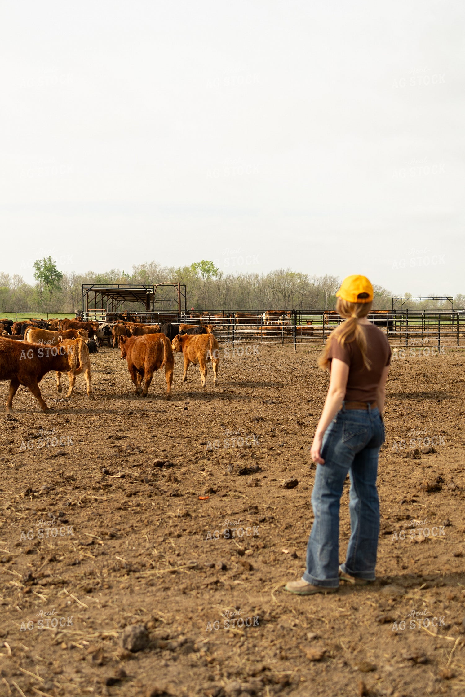 Checking Cattle in Feedlot 71041