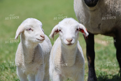 Lambs 84262