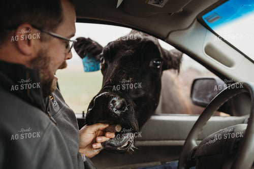 Angus Cattle in Pasture with Head in Car Window 196162
