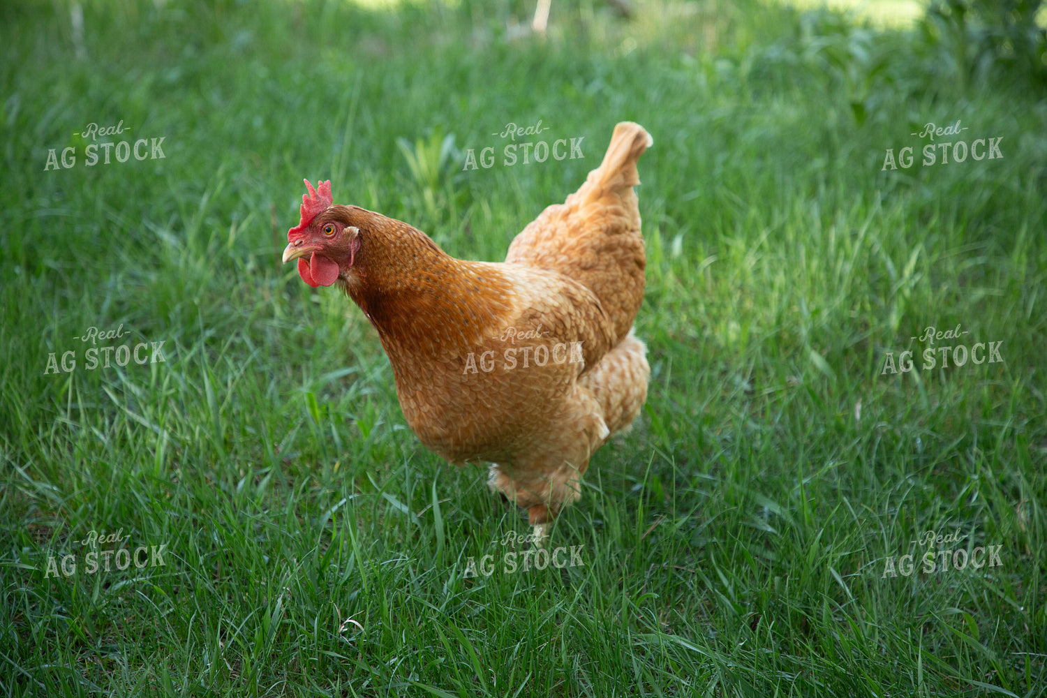 Chicken 117319