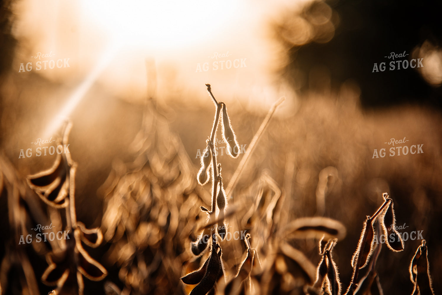Dried Soybeans 137073