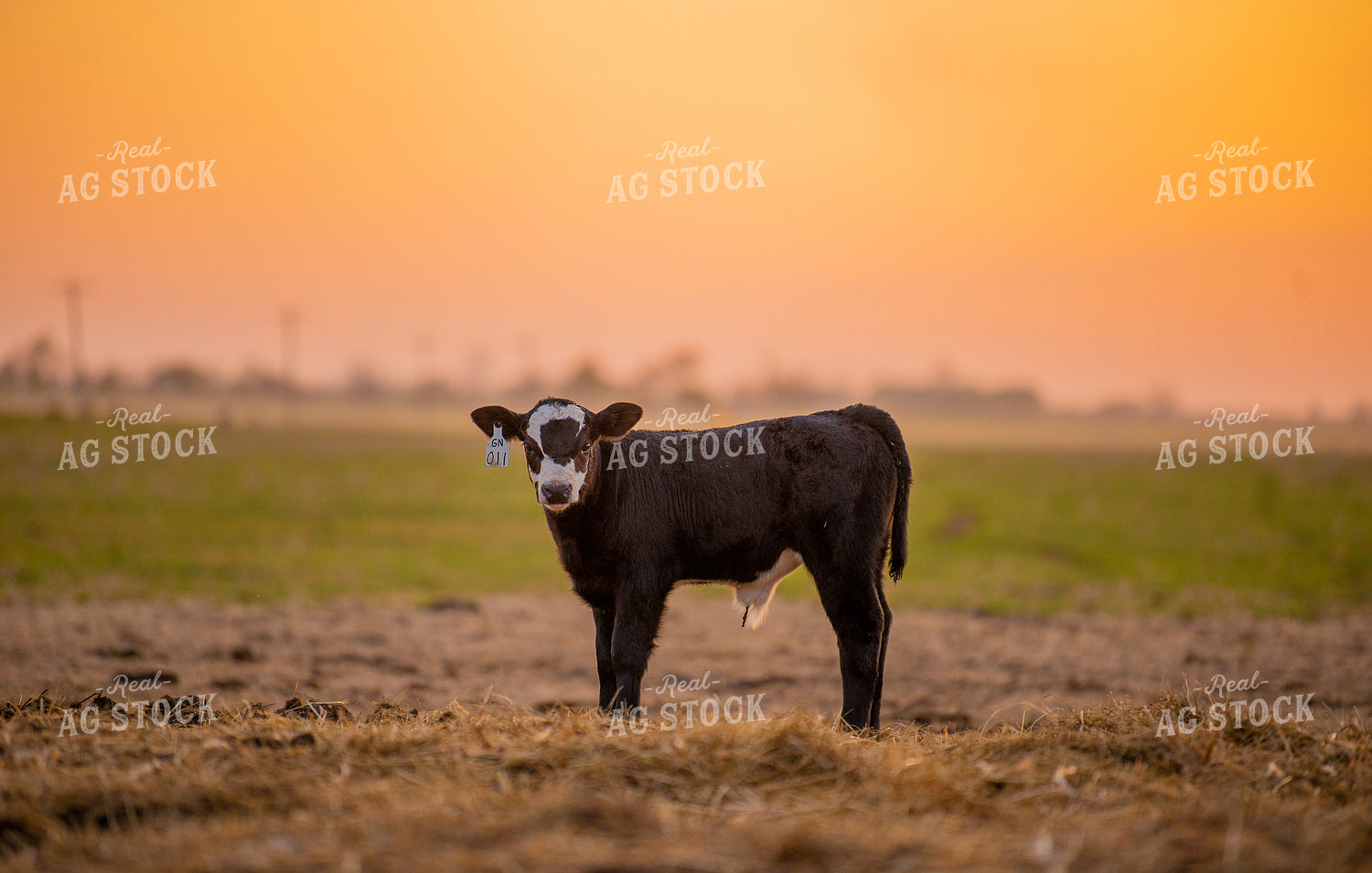 Black Baldy Calf 299152