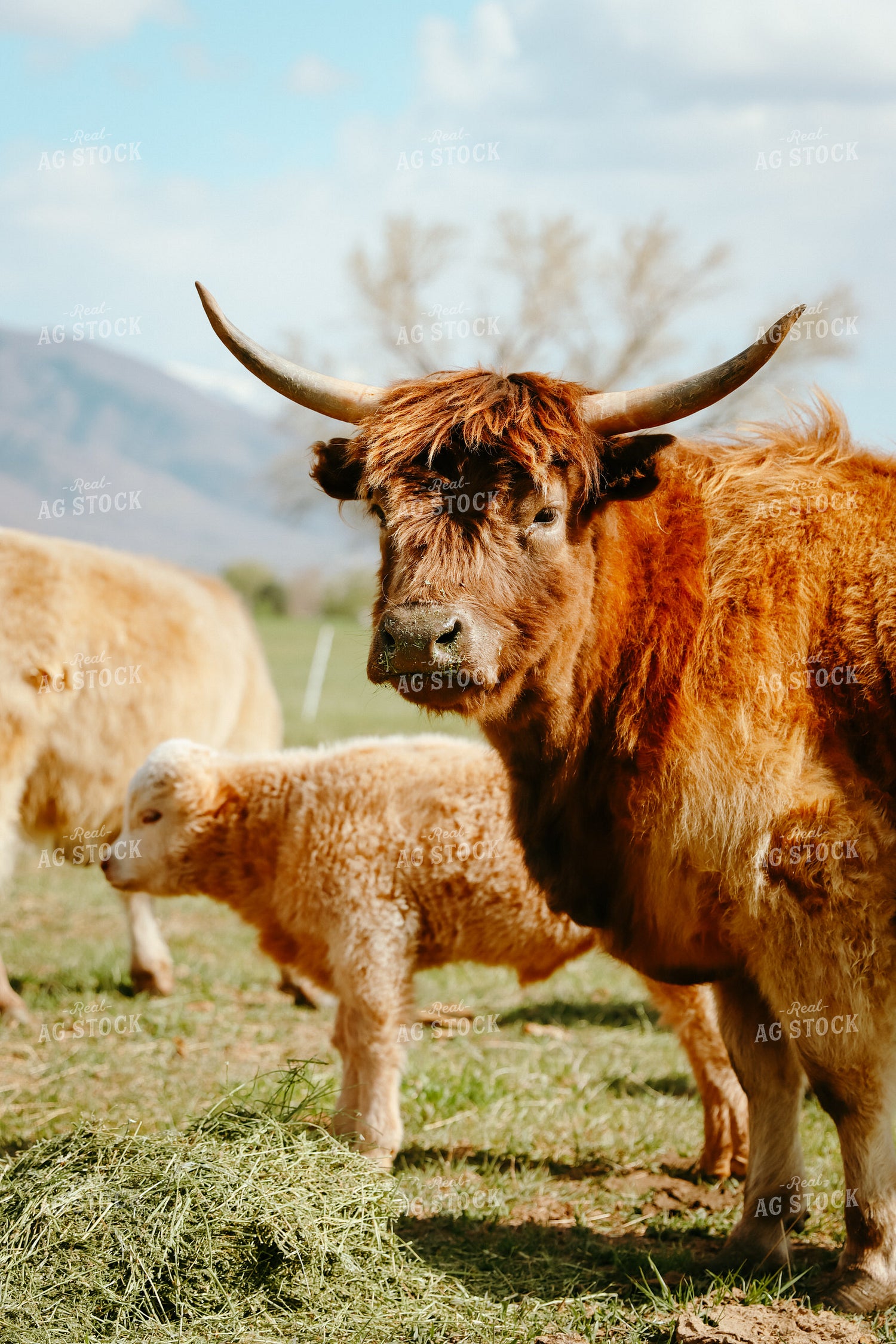 Highland Cattle 83052