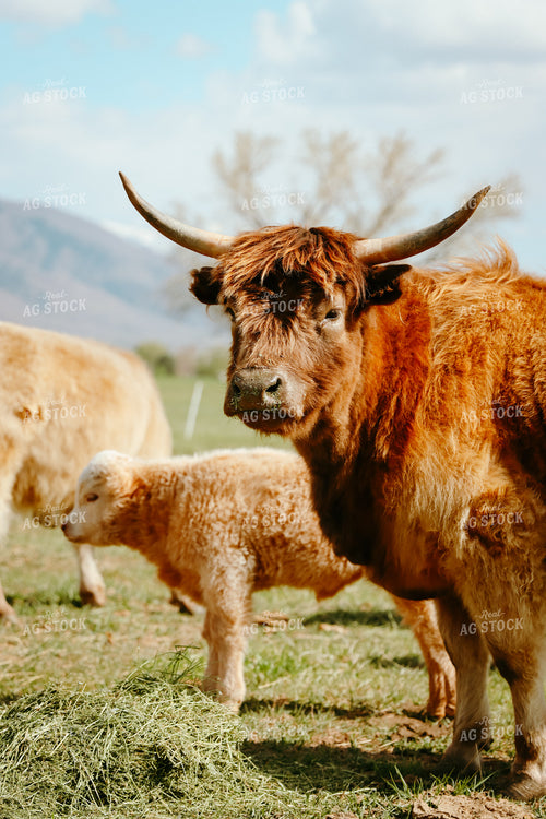 Highland Cattle 83052