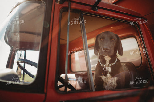 Farm Dog in Tandem Water Truck 4373