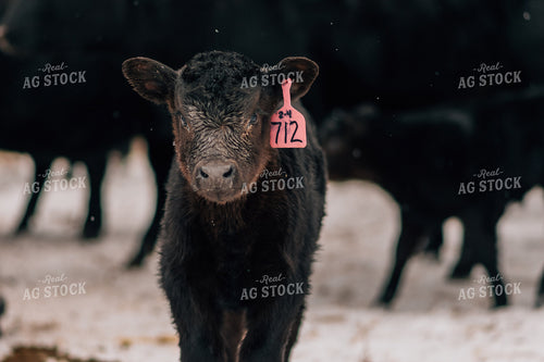 Winter Calves in Snow 53093
