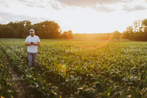 Farmer Looking at Phone in Cornfield 8833