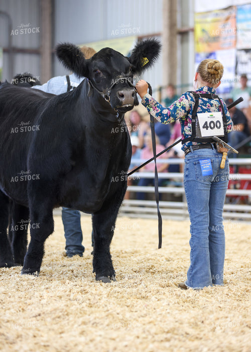 Showing Cattle 160103
