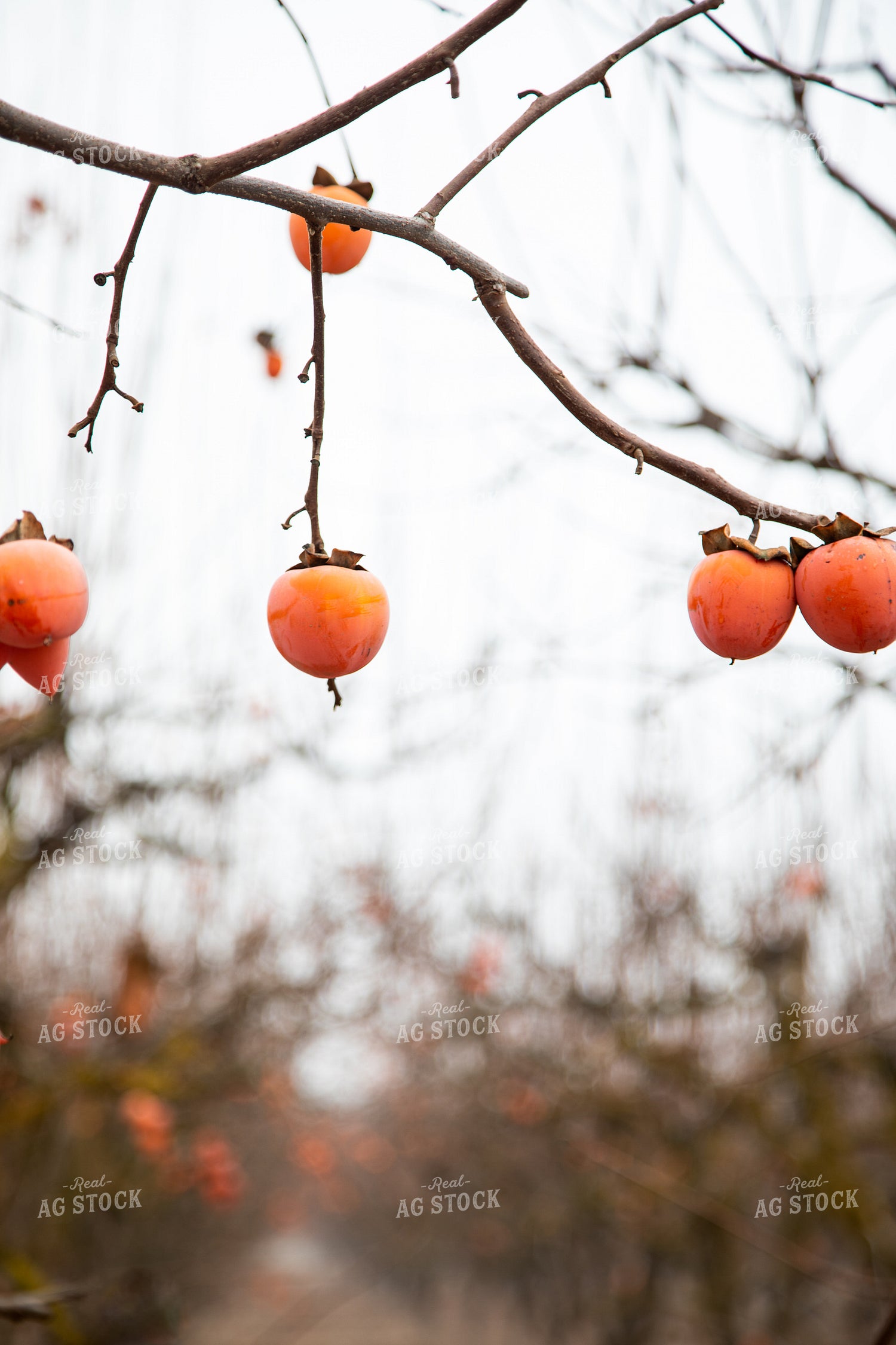 Persimmon Orchard in Winter 276091