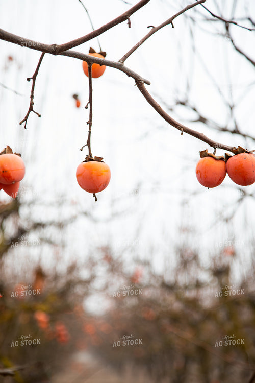 Persimmon Orchard in Winter 276091