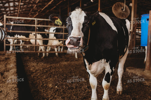 Holstein Cattle in Open Air Barn 152217