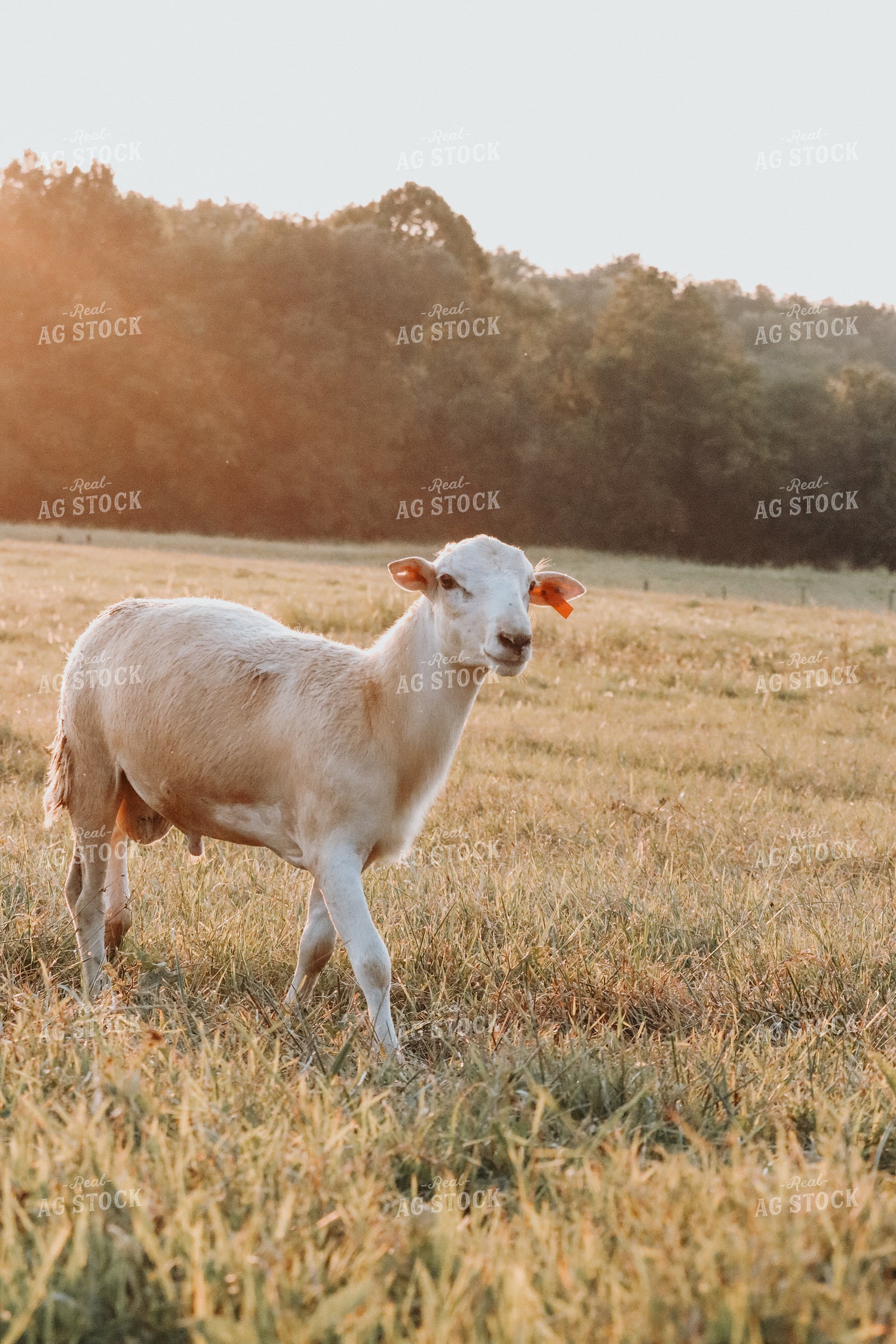 Sheep 220022