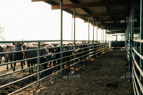 Angus Cattle in Feedlot 125114