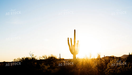 Western Landscape with Cactus 69028