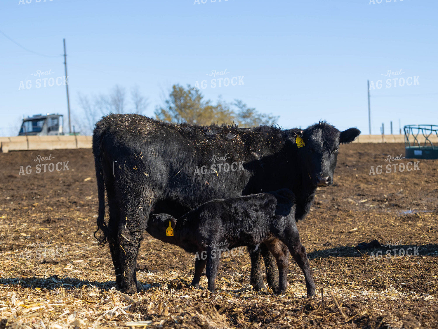 Cow Nursing Calf 70177
