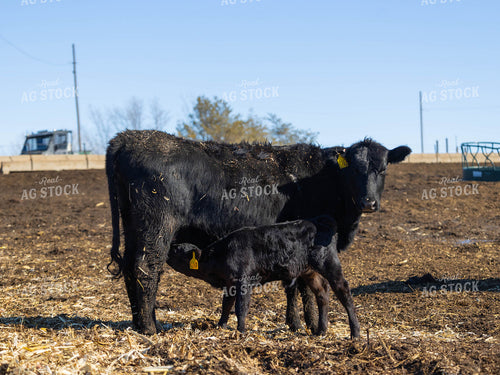 Cow Nursing Calf 70177