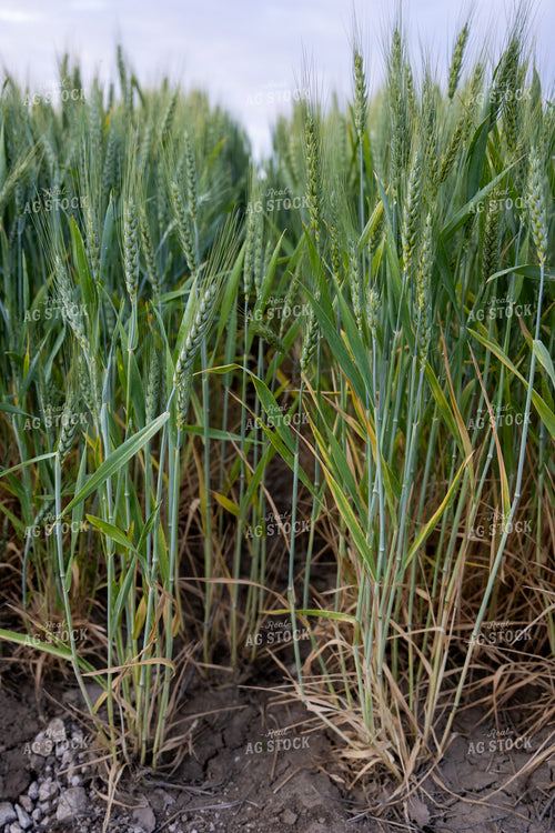 Wheat Field 65762