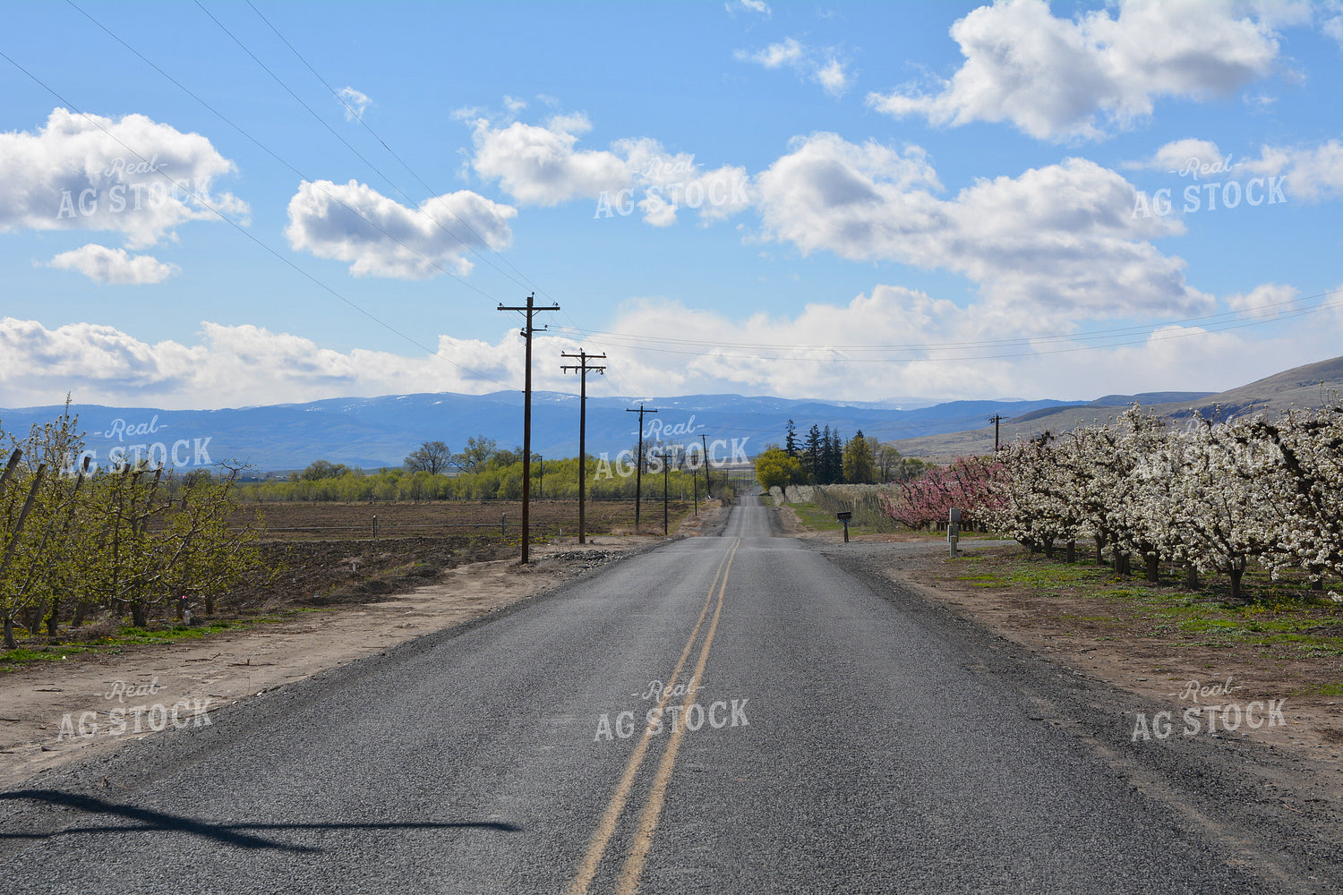 Road by Almond Orchard 198001