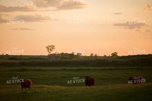Cattle 1704