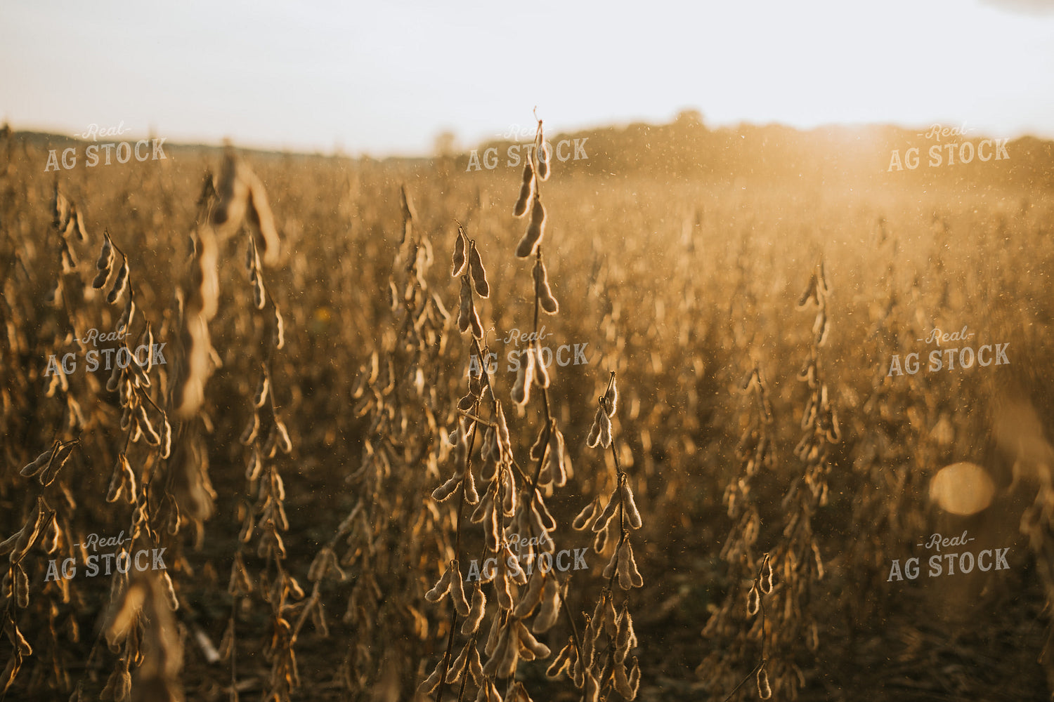 Dried Soybean Plant and Pods with Dust at Sunset 4861