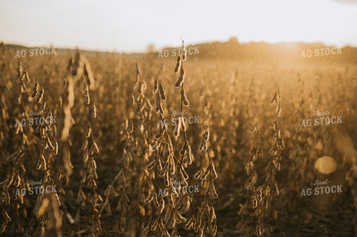 Dried Soybean Plant and Pods with Dust at Sunset 4861