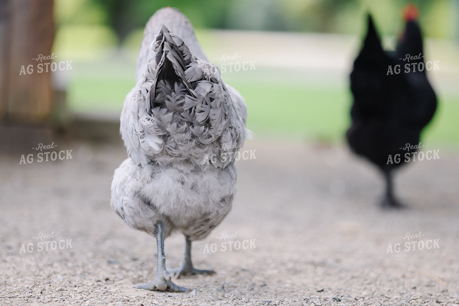 Chickens 90146