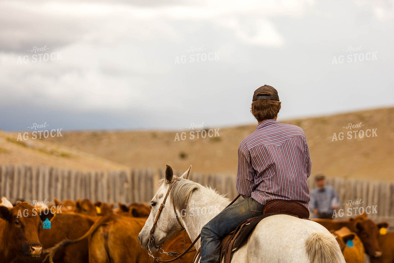 Ranchers Sorting Cattle 97227