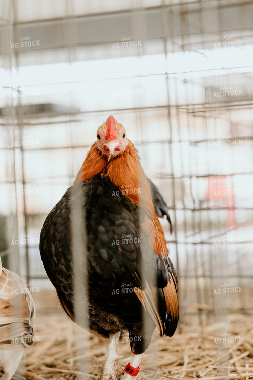 Chicken in Cage 52499