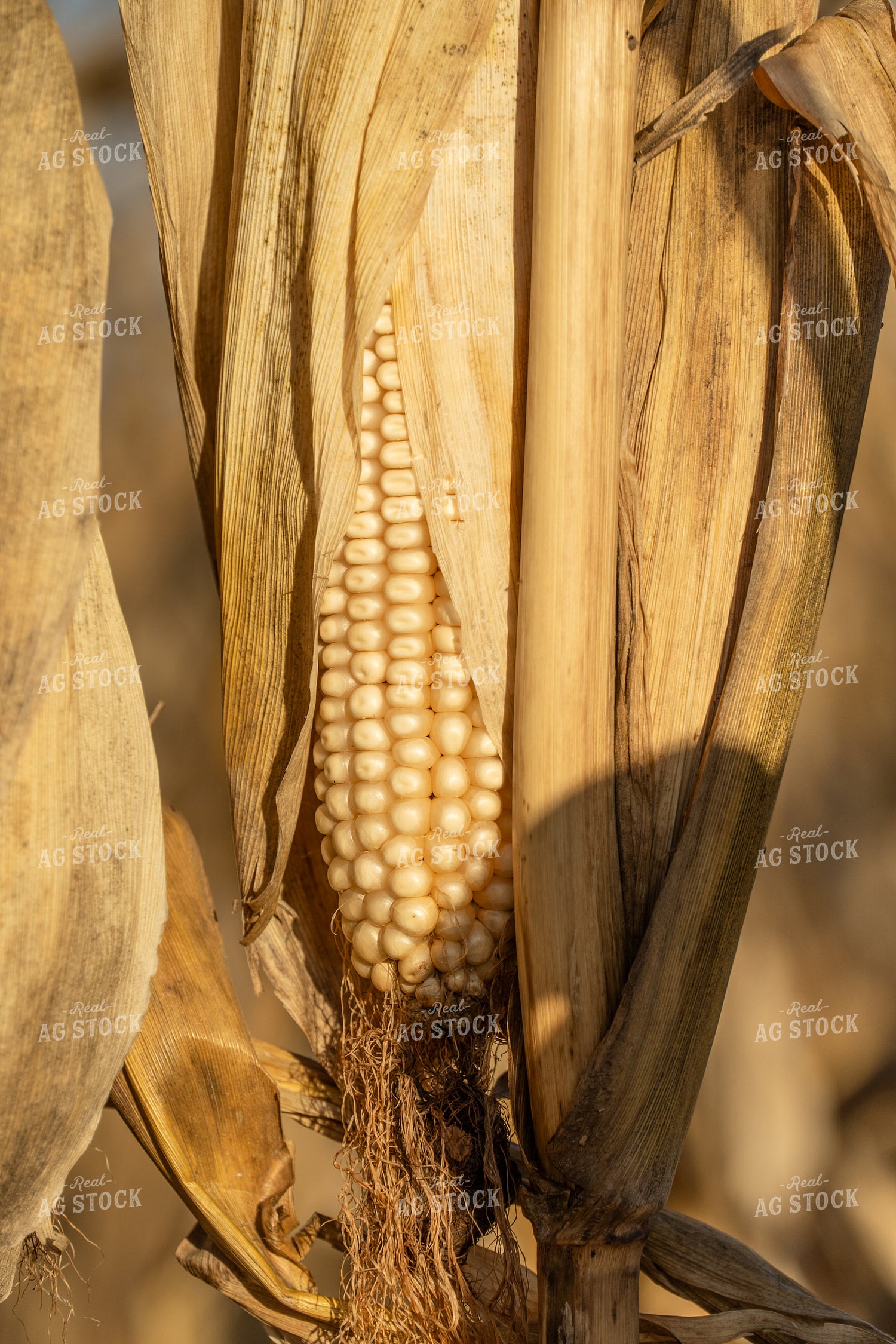 Ear of White Corn 65531