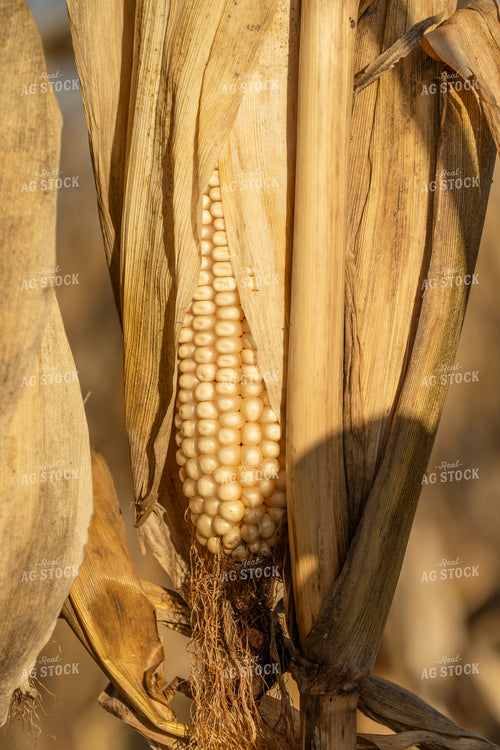 Ear of White Corn 65531