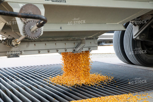 Semi Delivering Corn 286021