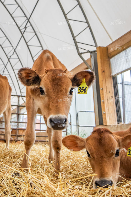 Jersey Calves 270461