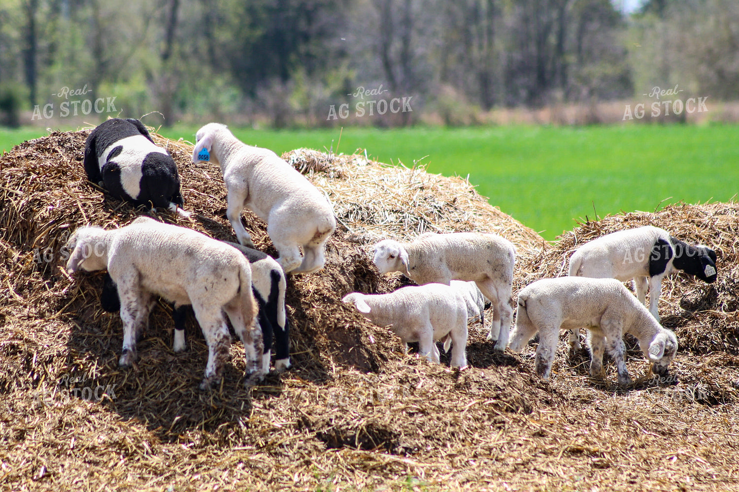 Lambs 84229