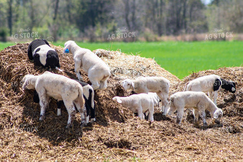 Lambs 84229