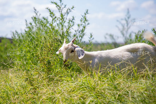 Goat 208071