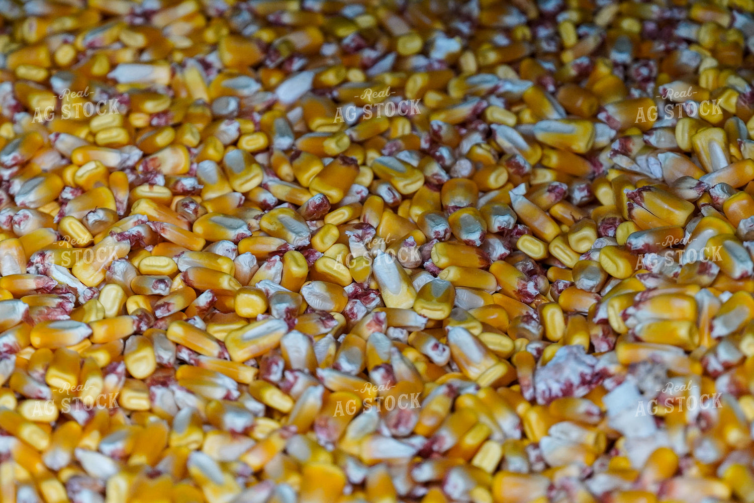 Harvested Corn 65106