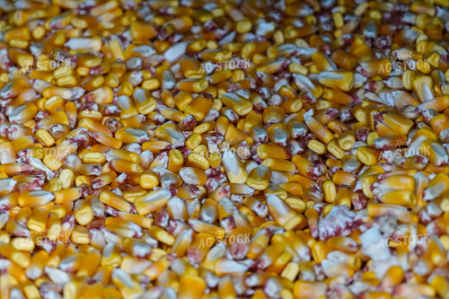Harvested Corn 65106