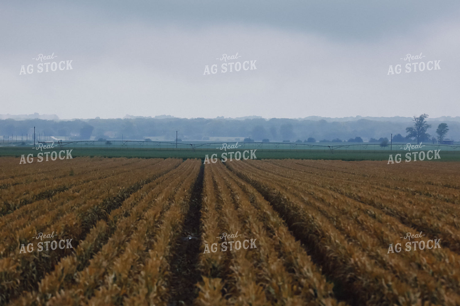 Irrigator in Field 129016