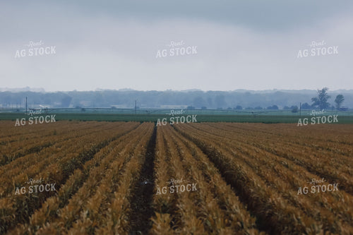 Irrigator in Field 129016
