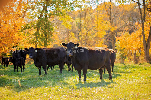 Cow-Calf in Pasture 93062