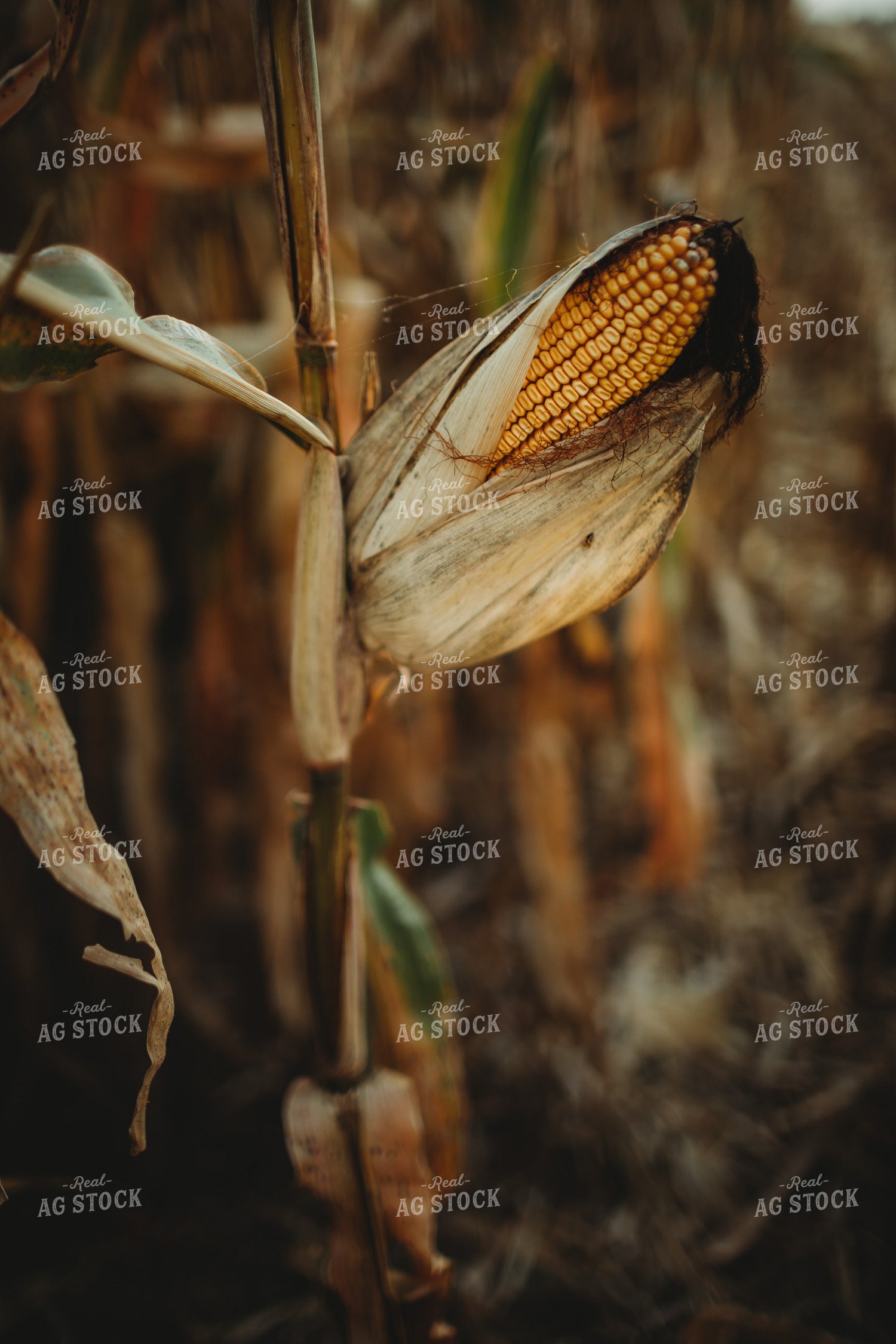 Dried Ear of Corn 3392