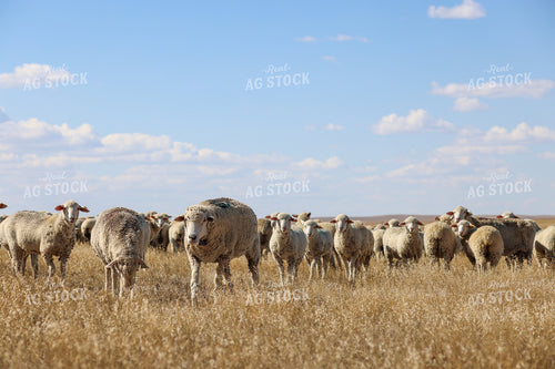 Sheep 261019