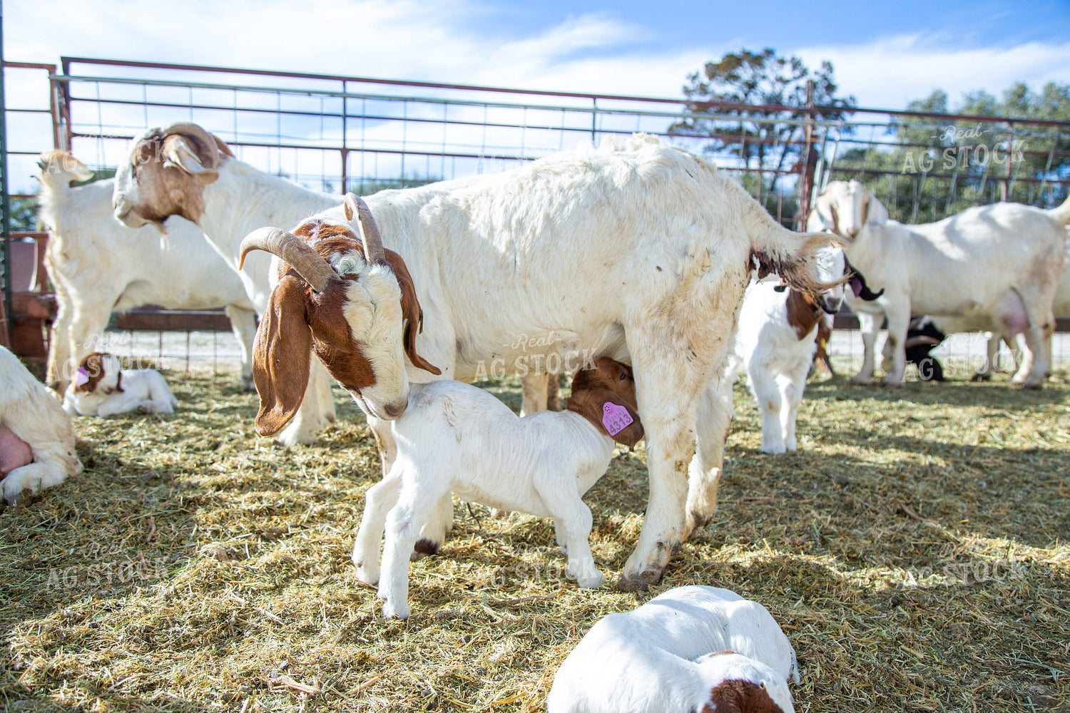 Goat Kid Nursing 134059