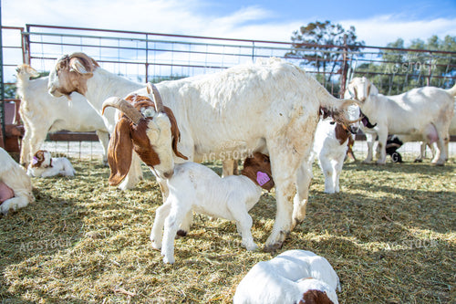 Goat Kid Nursing 134059