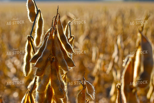 Dried Soybean Pods in Field 84035